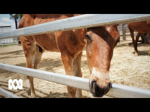 These farmers help re-home brumbies and grant the animals a second chance at life 🐎 | ABC Australia