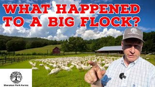 Why We DIDN'T Raise 200 Turkeys - What's Going On?