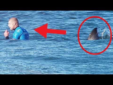 11 times Sea Life Attacked Humans