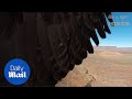 Incredible Footage Of Eagle Attacking And Destroying A Drone Daily Mail