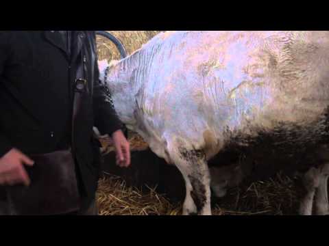 "Carne di Piemonte" dai Rabino di Case Bruciate in Asti - Parte 2 "Occhio alle forme"