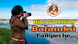 preview picture of video 'Birdwatching Balamkú, Campeche'