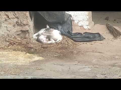 #white cat with her kittens in my cow house