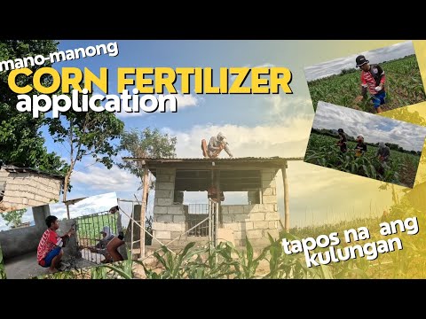 EP653: May Gate na ang mga Biik Ko Manual Labor sa Corn Fertilizer Application
