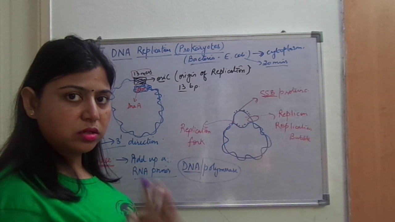 Dna Replication In Prokaryotes