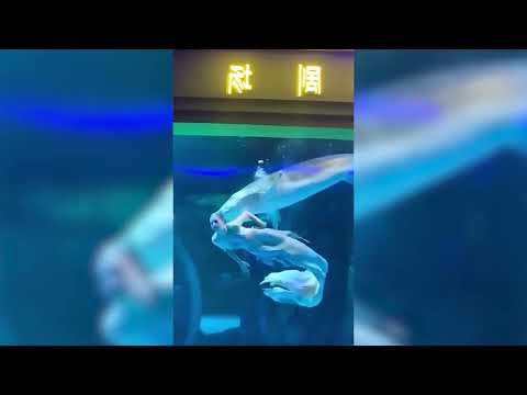 Video of the Day: Mermaid performer attacked by a large fish