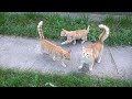 Orange Cats Are Kind And Cute