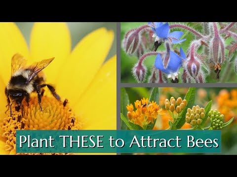 , title : 'Plant THESE to Attract Bees'