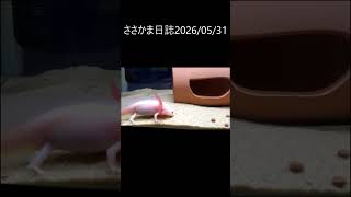ささかま日誌20260531 #ウーパールーパー
