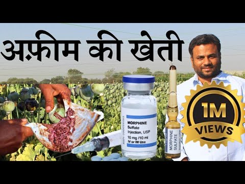 कहीं आपकी medicine में अफ़ीम तो नहीं? Opium farming of India || Drugs of India || Farming Engineer