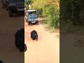 Wild Bear Approaches Safari Jeep In Yala Safari Must See Video Yalanationalpark Bear Safari