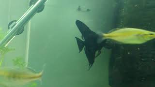 Download lagu Fluval Roma 200 aquarium mp3 Download lagu Fluval Roma 200 aquarium mp3