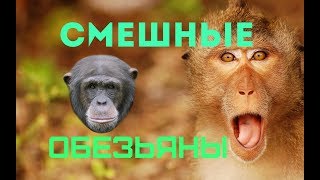 Смешные обезьяны.Приколы про обезьян.