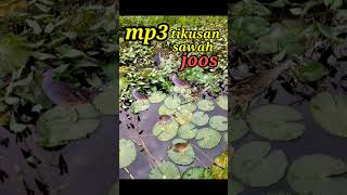 Download lagu Razanya suara burung tikusan sawah mp3 Download lagu Razanya suara burung tikusan sawah mp3