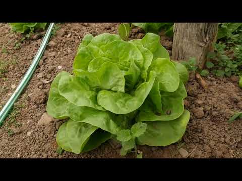 Tajna mog vrta ep. 66 06.05.2022. Kupusnjače, zelene salate, spanać, đubrivo