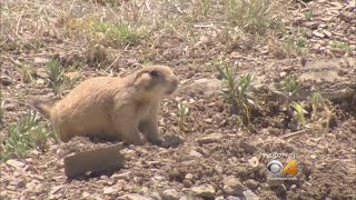 Developers Find New Homes For Prairie Dog Colony