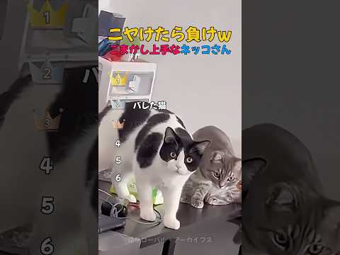 ごまかし上手なネッコさんTOP6