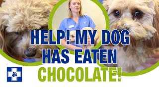 My dog has eaten chocolate!