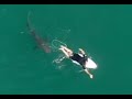 Pro-surfer escapes close encounter with great white shark