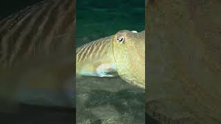 This phantom of the deep leads one of the loneliest lives on the planet