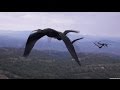 WHY BIRDS FLY IN A 'V' FORMATION ? BBC NEWS