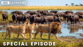 Ultimate Predators: Lion Battle Zone (SPECIAL EPISODE) | Nature Animal Documentary