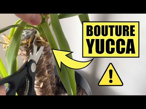 COMMENT BOUTURER UN YUCCA ?