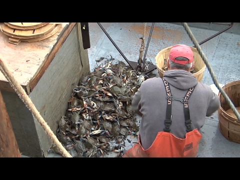 download lagu mp3 mp4 Best Time To Buy Blue Crabs, download lagu Best Time To Buy Blue Crabs gratis, unduh video klip Best Time To Buy Blue Crabs