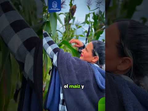 🌱 PROGRAMA SEMILLAS DE PAZ - 2026 (PROYECTO AGRICULTURA)