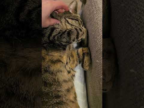 Theodora the cute  #cat