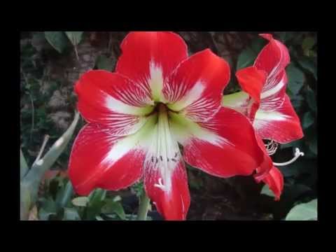 download lagu mp3 mp4 Lindas Flores, download lagu Lindas Flores gratis, unduh video klip Lindas Flores