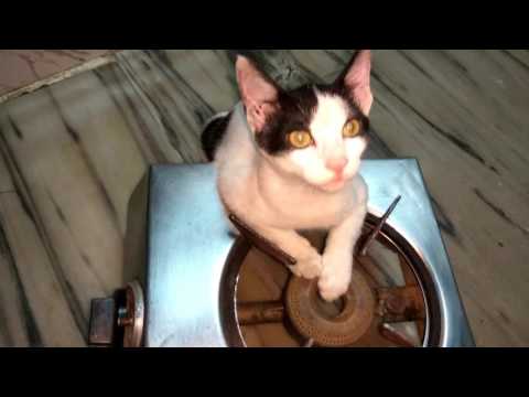 Dil cha Video | My Cat | Shubhangi Keer and her Cat (Dil) Video
