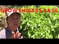 How to Easily Grow Endless Basil Outdoors All Summer