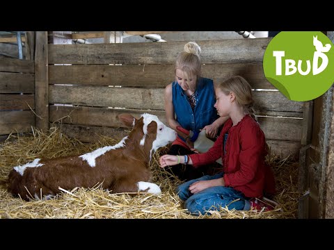 Milchmädchenrechnung (Folge 48) | Tiere bis unters Dach