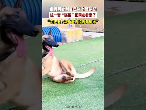 當狗狗看到自己喝水被模仿，這一套“連招”把網友看呆了。