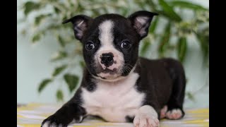 Video preview image #1 Boston Terrier Puppy For Sale in EAST EARL, PA, USA