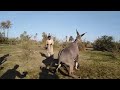 Donkey Mazy Karty Hoewy Donkey Living Porn Donkey Breeding Animallife Breading Animals