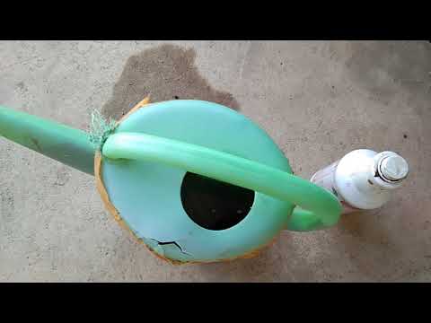 Chia sẻ cách thay bầu đất cho cây Mai