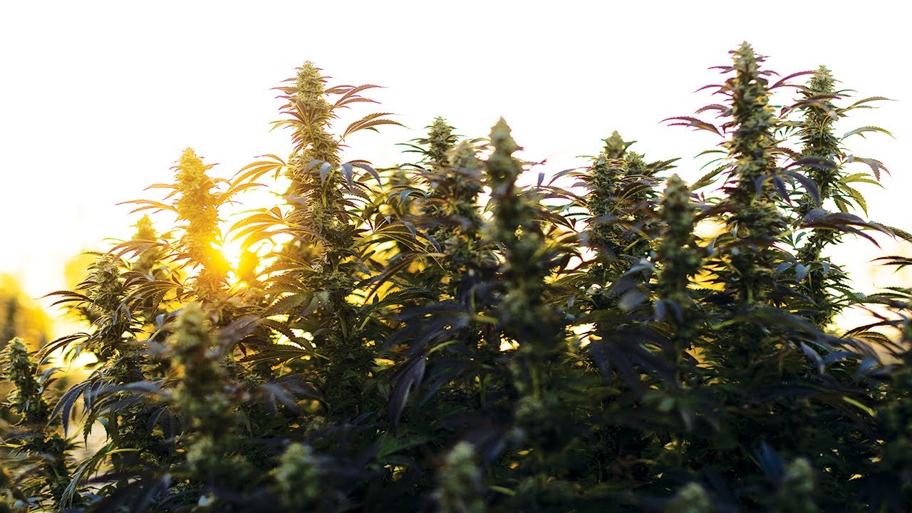 Lume SunKissed Flower: Farm-to-Rolling Table