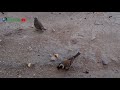 Sparrow (Gauraiya ) गौरैया  | The nearly extinct bird of the universe