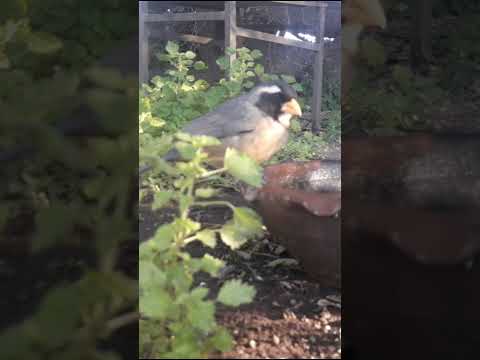 Birdday 037 Pepitero de collar 1706 2025