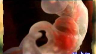 Quark - il miracolo della vita (prima parte)