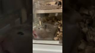 #dragonballz #ハムスター #ハムスターのいる生活 #ハムスター好き #キンクマ #長毛ハムスター #hamster