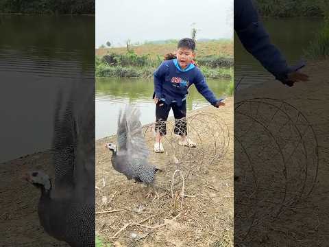Cậu bé nghèo tốt bụng thả phóng sinh mấy chú gà gô một cách sảng khoái , thú vị #shorts
