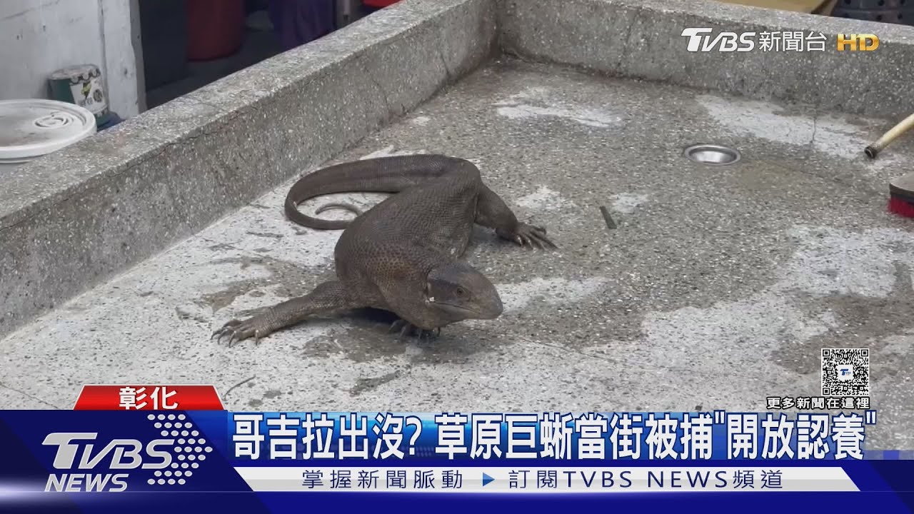 彰化驚見「非洲哥吉拉」鋒利爪引恐慌 爬蟲迷搶著認養