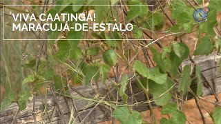Miniatura do vídeo