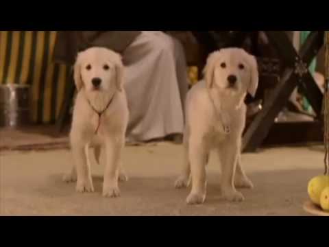 b-dawg the fox (official video)