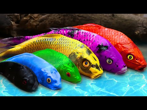 Stop Motion ASMR Couple Sword God Carp Fight With Eels To Find Treasure - Primitive Cooking - Coco
