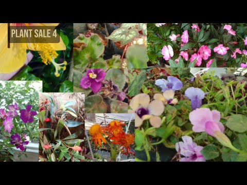 මගේ හතරවෙනි පැළ සේල් එක | My fourth plant sale | 𝙉𝙞𝙡𝙙𝙞 𝙁𝙡𝙤𝙧𝙖 | #plants #viral #garden #homedecor