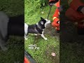 search and rescue dogs let the earthquake rescued husky eat rice shorts